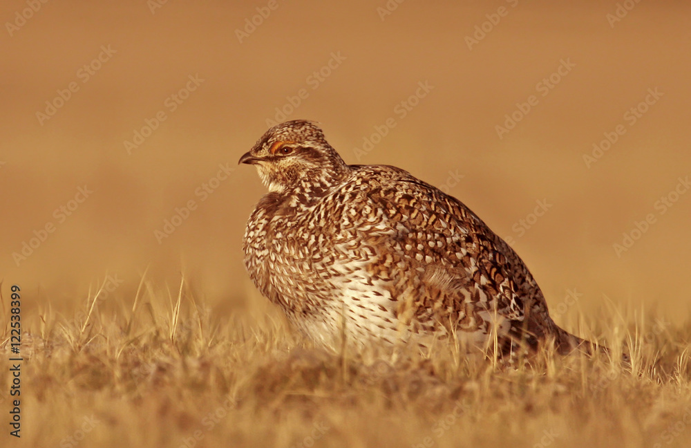 Sharp-tailed Grouse female, Tympanuchus phasianellus, sat in a field in Saskatchewan Sharp-tailed Grouse female, Tympanuchus phasianellus, sat in a field in Saskatchewan