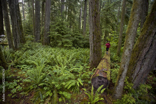 A young female trail running amongst giant cedars in Cathedral Grove Provincial Park, Vancouver Island, British Columbia, Canada photo