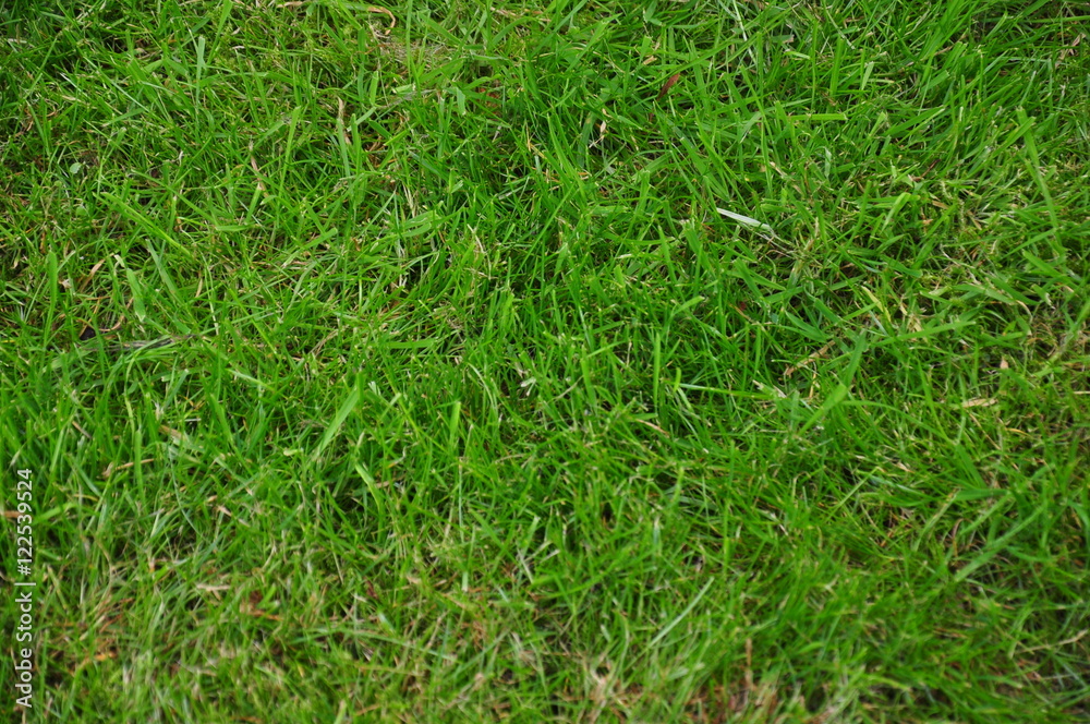 Garden grass Garden grass