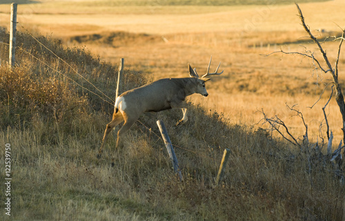 Mule Deer (Odocoileus hemionus) Male. Southwest Alberta Canada.