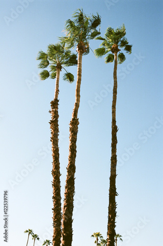Wallpaper Mural Palm Trees in the Desert Sky Torontodigital.ca