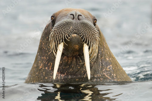 Atlantic walrus in water, Svalbard Archipelago, Arctic Norway  photo