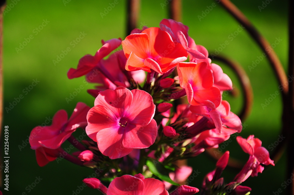 Obraz premium flower