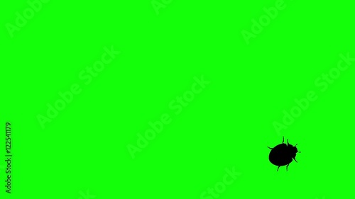 Beetle on green screen, CG animated silhouette, seamless loop photo