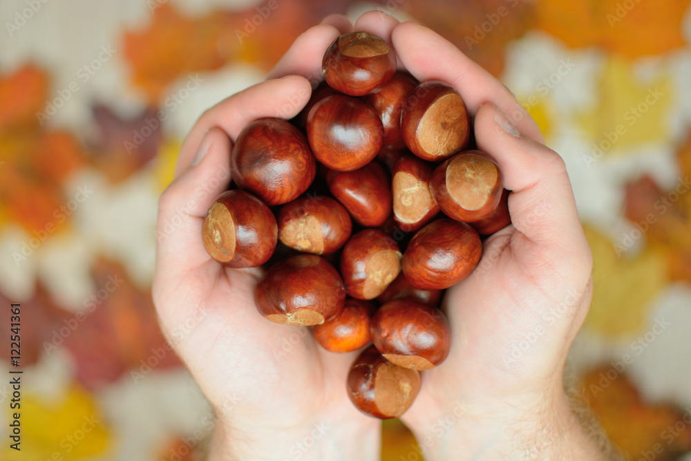 a handful of chestnuts in the hands of a handful of chestnuts in the hands of