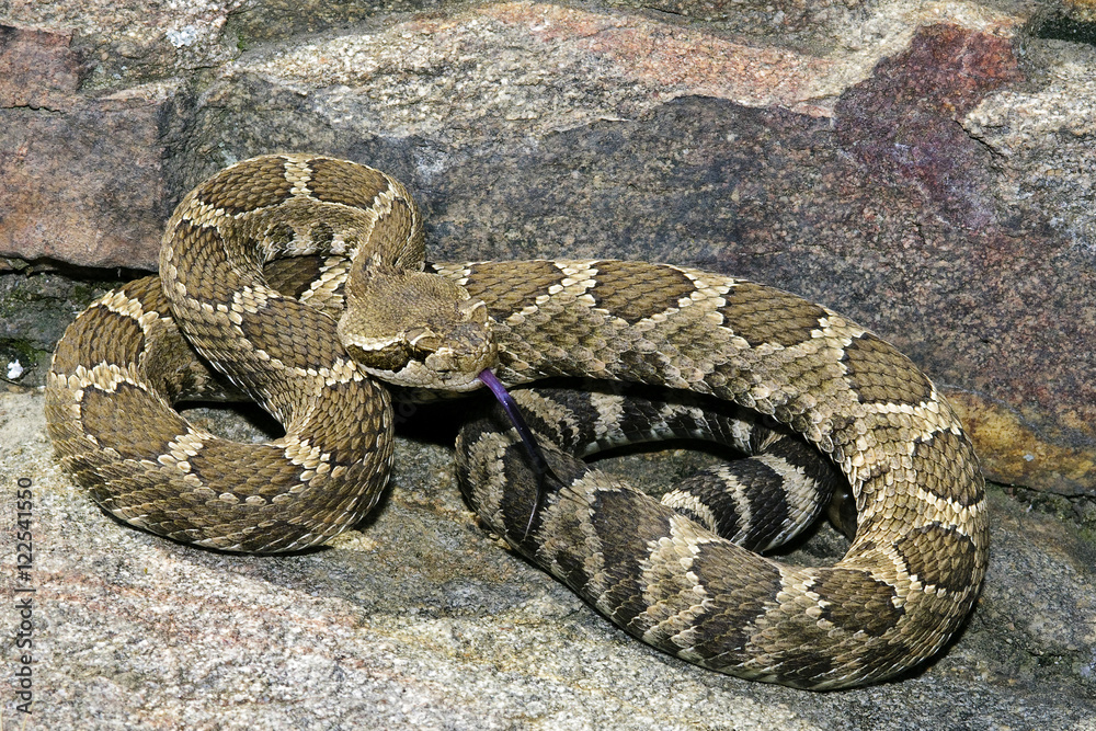 Western rattlesnake (Crotalus oreganus), southern Okanagan Valley, British Columbia Western rattlesnake (Crotalus oreganus), southern Okanagan Valley, British Columbia