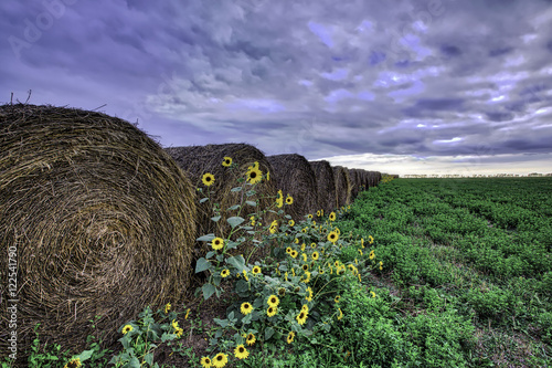 Slika na platnu A long row of large round hale bales in a field on a stormy evening near Mitchell South Dakota