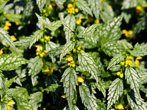 Lamium galeobdolon 'Variegatum' - yellow archangel, artillery plant, or aluminum plant  photo