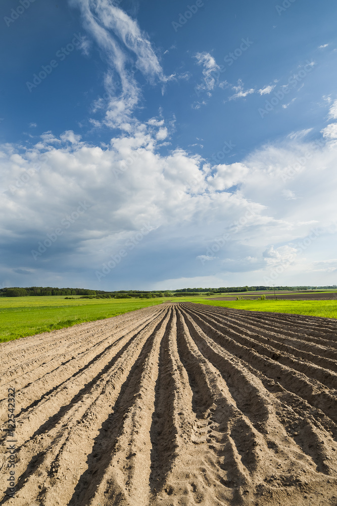 Agricultural landscape, plowed field in seeding, clouds on the horizon.
