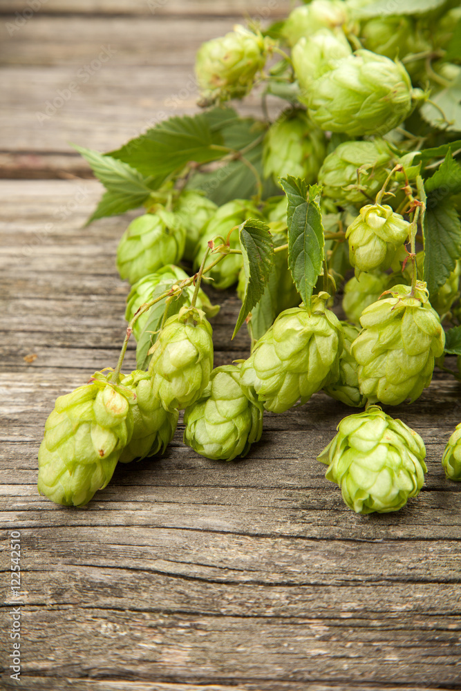 Fresh green hops Fresh green hops