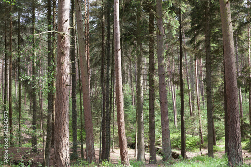 Forest Trees © shaunwilkinson