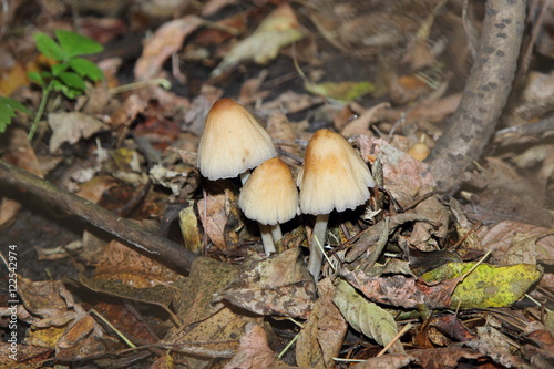 mushroom of toadstool in the forest