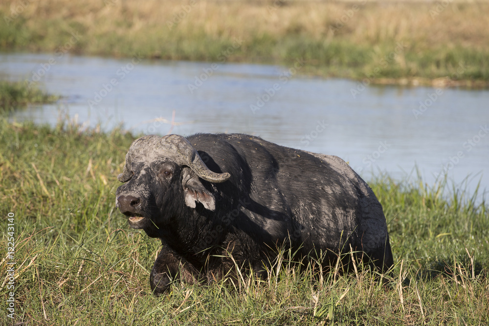 Old Cape Buffalo along a river in Botswana Africa Old Cape Buffalo along a river in Botswana Africa