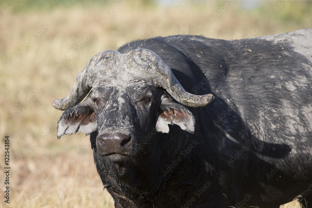 Old Cape Buffalo along a river in Botswana Africa Old Cape Buffalo along a river in Botswana Africa