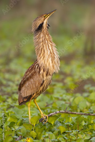 American Bittern (Botaurus lentiginosus) at Brazos Bend State Park, Texas, United States of America photo