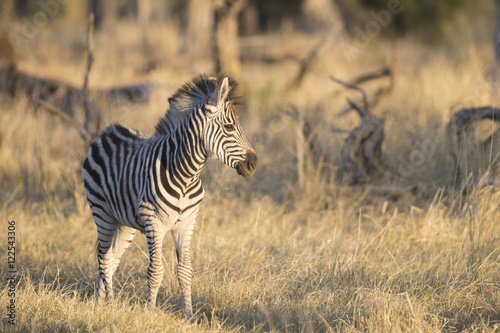 Zebra at sunset in Botswana Africa