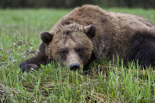 Grizzly Bear, ursus arctos horribilis, Khutzeymateen, British Columbia