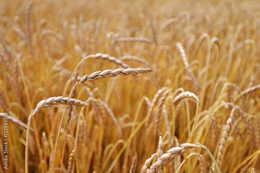 Fototapeta premium field of cereal