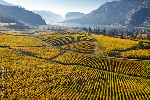 Vineyards at Blue Mountain Wiinery in autumn, Okanagan Falls, Okanagan Valley, British Columbia, Canada.