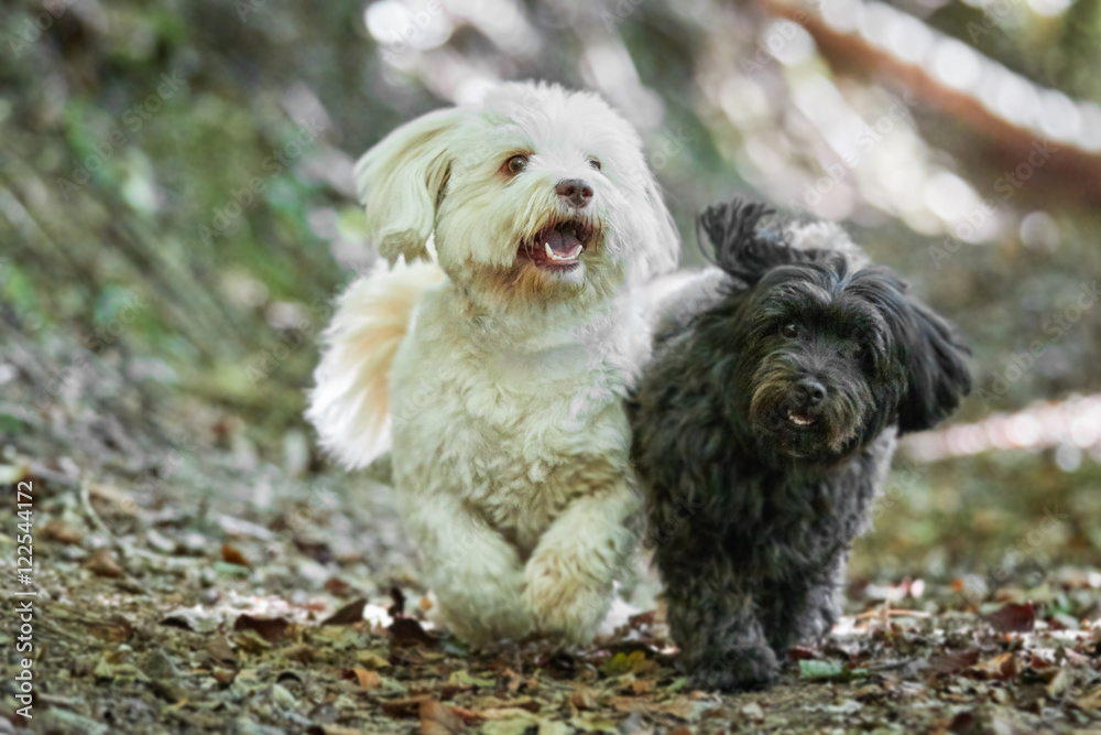 Black and white havanese dog in the forest Black and white havanese dog in the forest