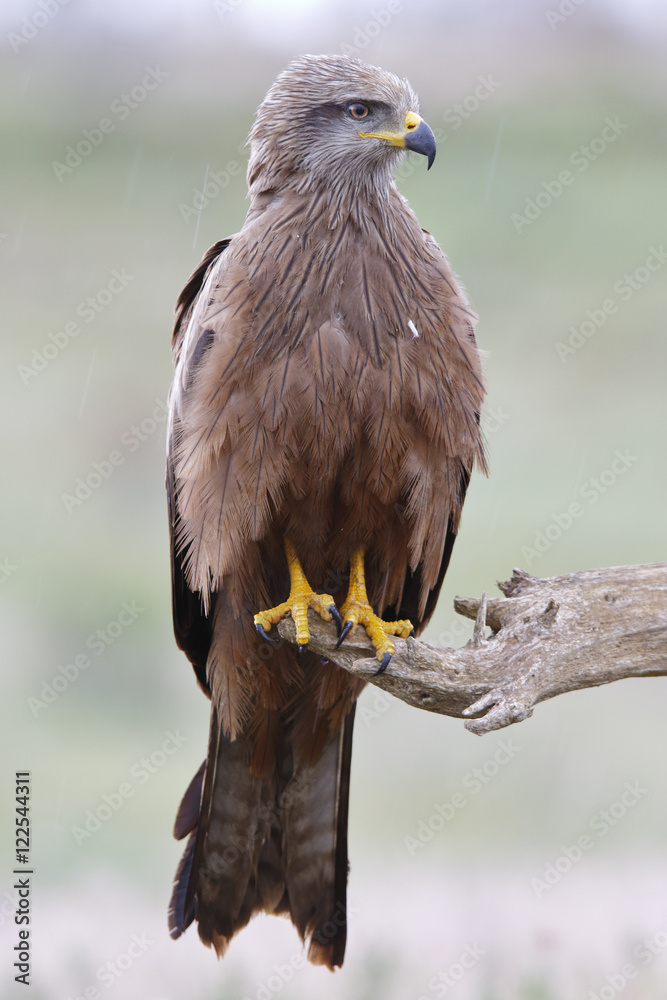 Naklejka premium Kania czarna Milvus migrans