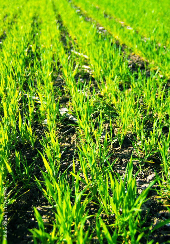 Obraz premium green grass