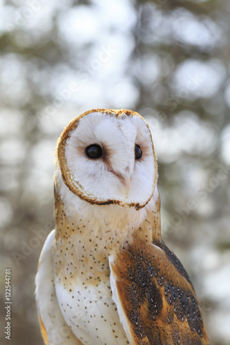 Barn Owl, tyto alba, captive, Fort Whyte, Manitoba, Canada photo