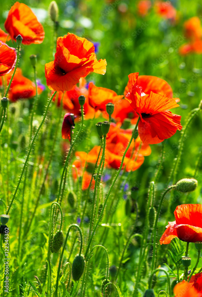 Fototapeta premium meadow with wild poppies