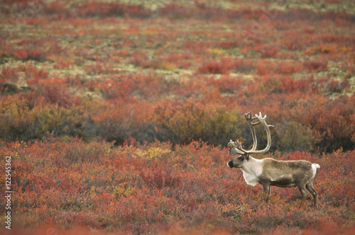 Barren-ground Caribou bull (Rangifer tarandus groenlandicus), on autumn tundra, near Whitefish Lake, Northwest Territories, Canada
