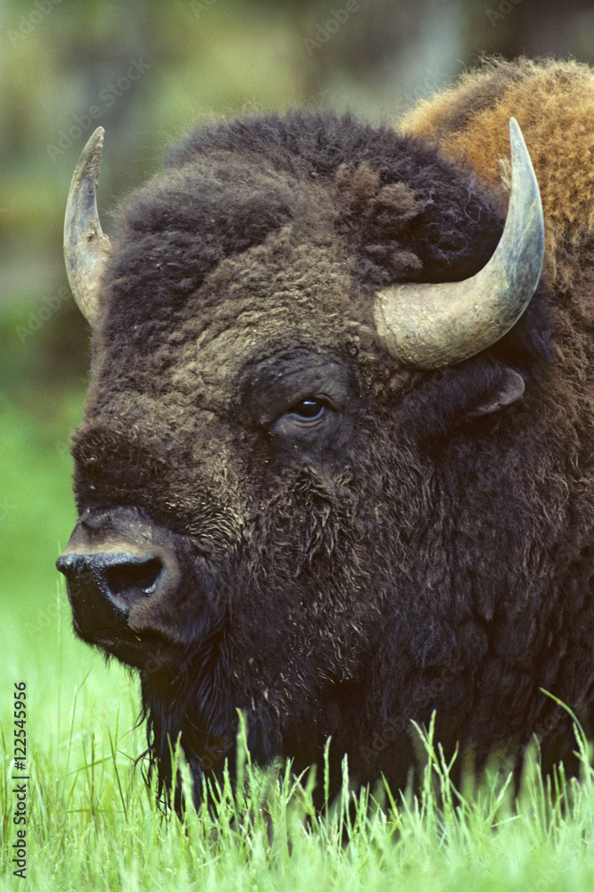 Adult bull bison (Bison bison), prairie Alberta, Canada Adult bull bison (Bison bison), prairie Alberta, Canada