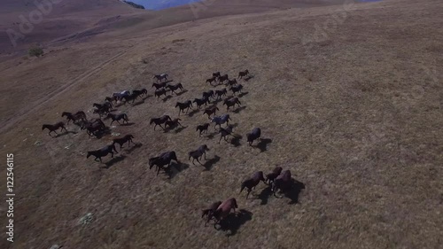 Aerial view of wild horses run in a yellow field