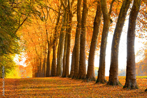 allée de platanes en automne