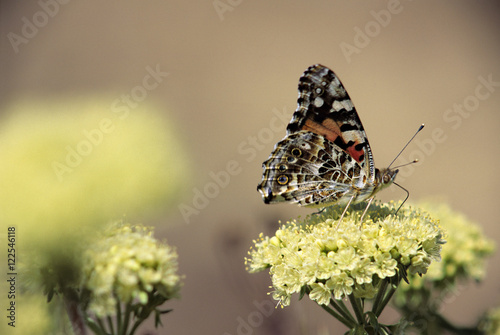 Painted lady butterfly (Vanessa cardui) on eriogonum flower, Manning Provincial Park, British Columbia, Canada. photo