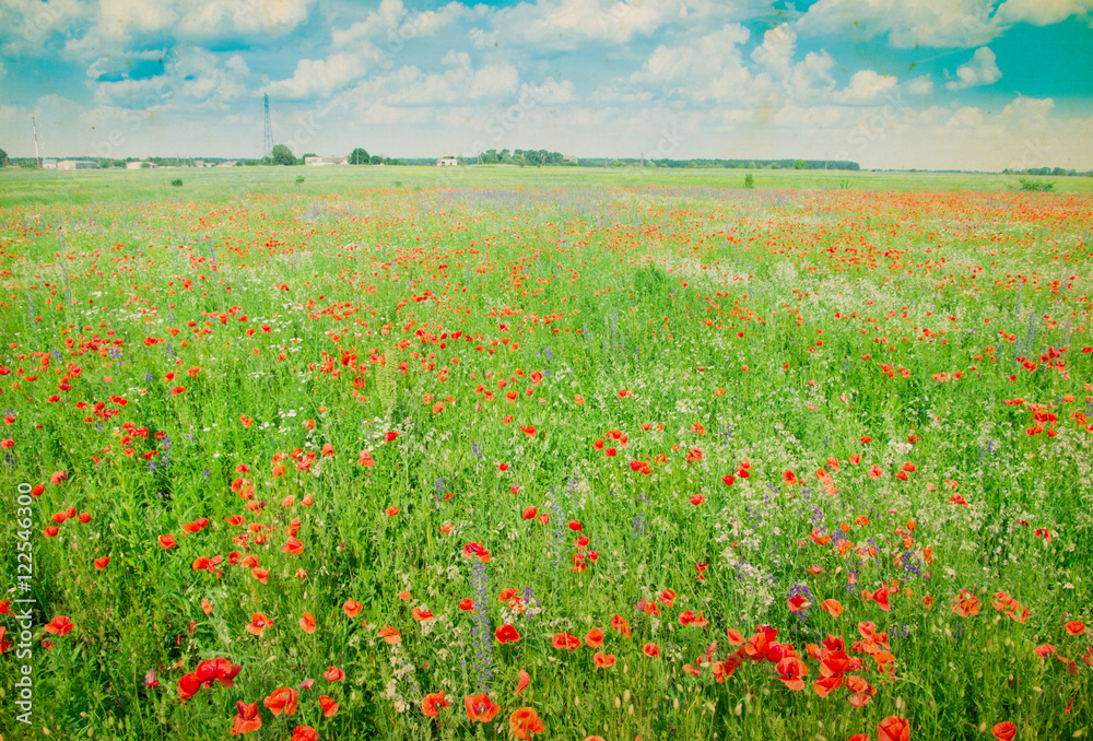 Field of bright red corn poppy flowers in summer