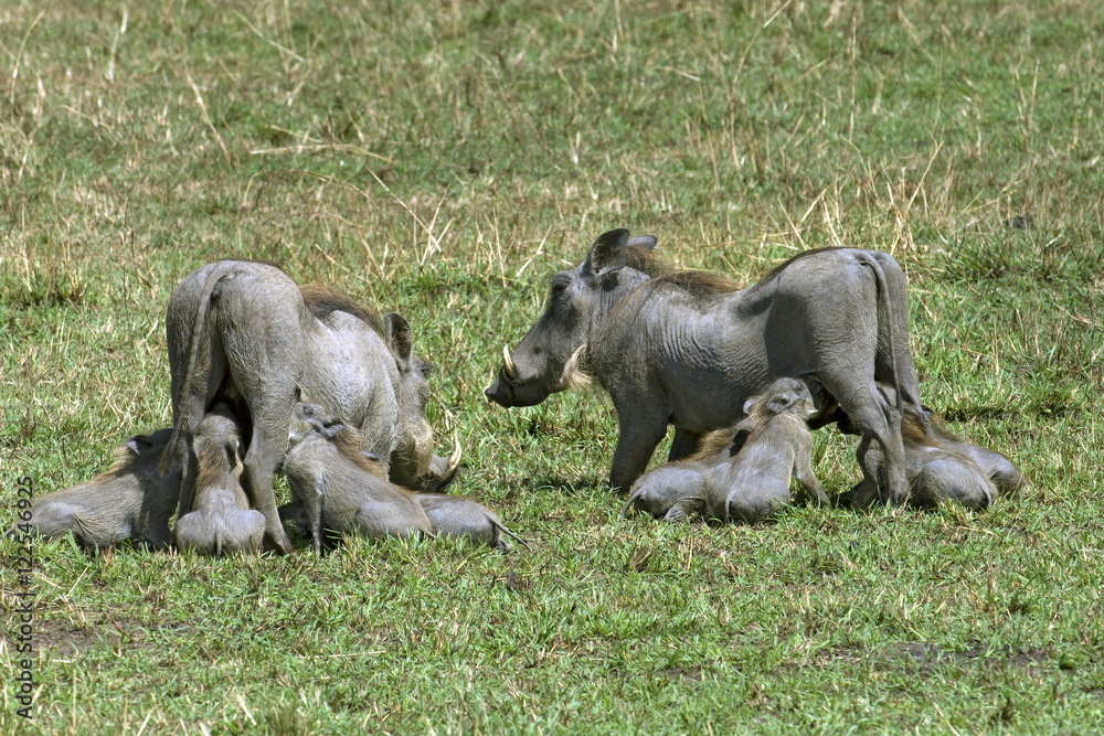 Mother warthog (Phacochoerus aethiopicus) and piglets nursing, East Africa Mother warthog (Phacochoerus aethiopicus) and piglets nursing, East Africa