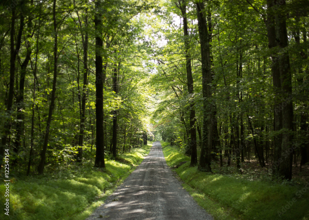 Obraz premium Pennsylvania Forest