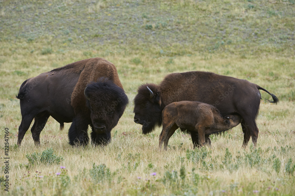 Buffalo bison bison, Bull, Cow Calf Feeding, Waterton Lakes National Park, Alberta, Canada Buffalo bison bison, Bull, Cow Calf Feeding, Waterton Lakes National Park, Alberta, Canada