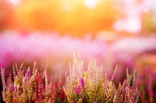 spring rural flowers on sunset. natural background