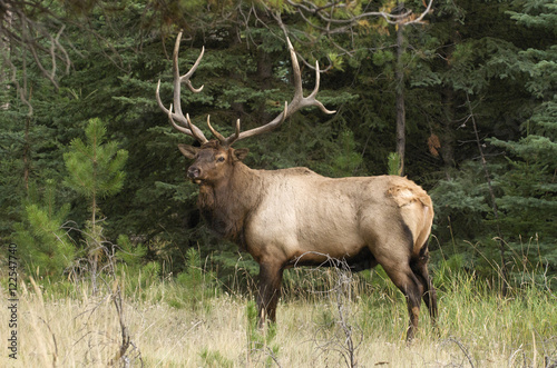 Wallpaper Mural Wild bull Elk at forest's edge, Jasper National Park, Alberta, Canada Torontodigital.ca