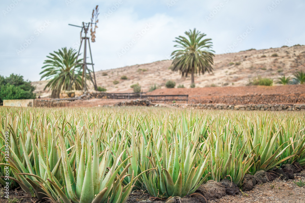 Aloe Vera Plantage auf Fuerteventura; Kanarische Inseln Stock Photo | Stock