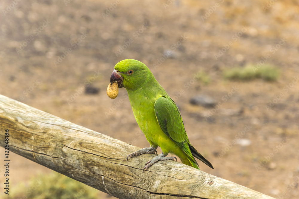 Green parrot eating a peanut and showing in to the camera, scene shot on Fuerteventura in summer 2016. Green parrot eating a peanut and showing in to the camera, scene shot on Fuerteventura in summer 2016.