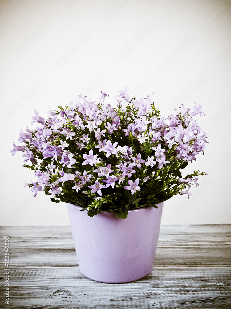 Purple campanula flowers in the pot 