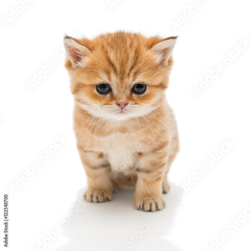 Fototapeta Naklejka Na Ścianę i Meble -  Little kitten breed British