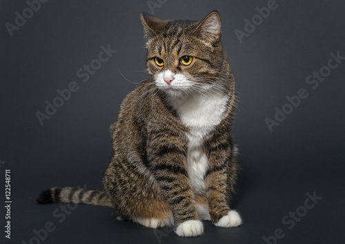 Grey cat sitting on a black background