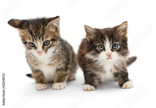 Two little fluffy kitten © Okssi