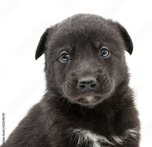 Portrait of a little puppy