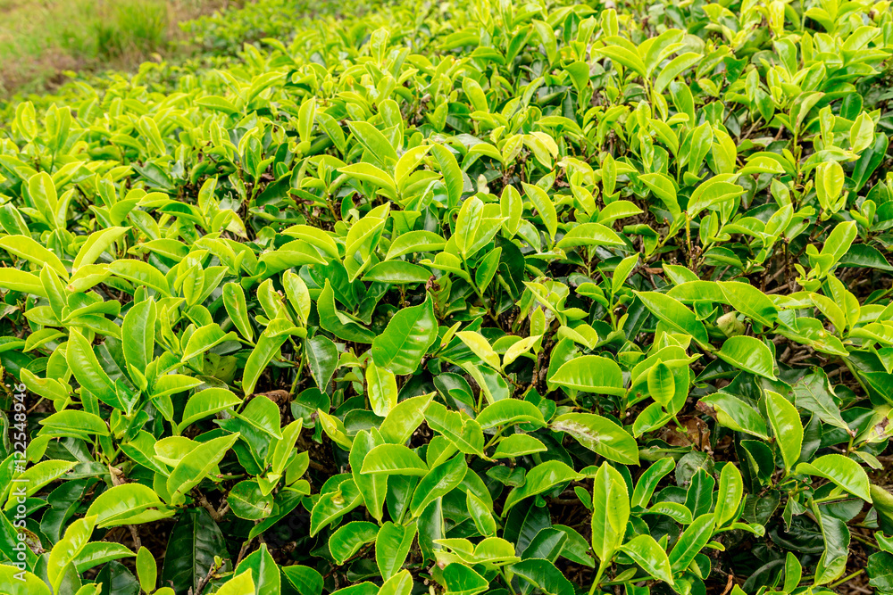 Tea plant close up at a tea plantation, Sri Lanka