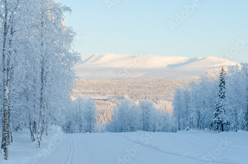 A wonderful winter view  of the ski tracks in a forest, covered photo