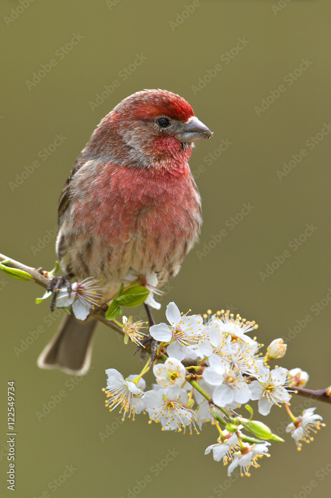 House finch (Carpodacus mexicanus) on flowering plum tree branch, Victoria, Vancouver Island, British Columbia, Canada