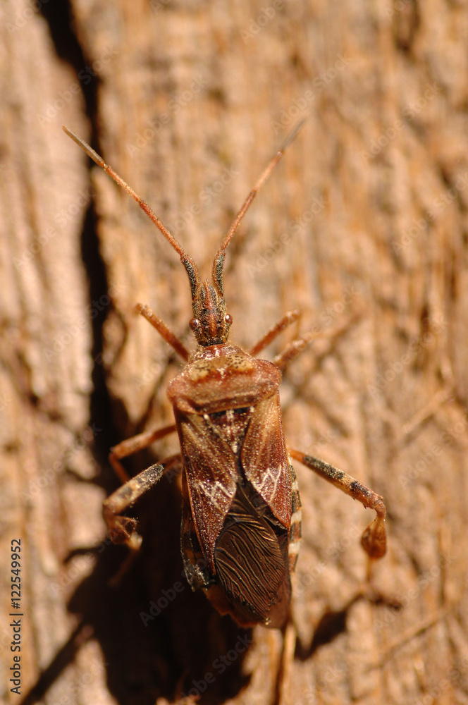 Female Thasus Gigas winged insect Female Thasus Gigas winged insect